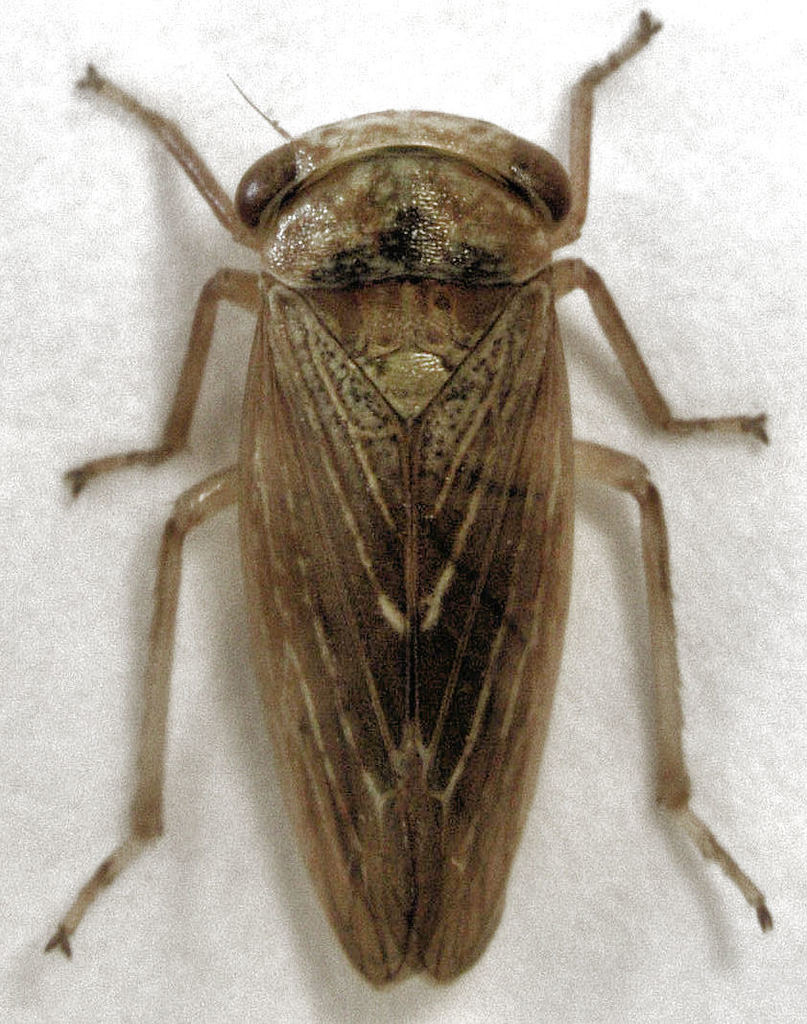 Rhytidodus