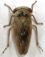 Rhytidodus decimusquartus