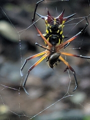 Micrathena kirbyi