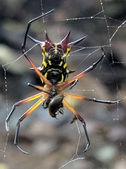 Micrathena kirbyi