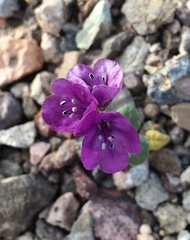 Phacelia calthifolia