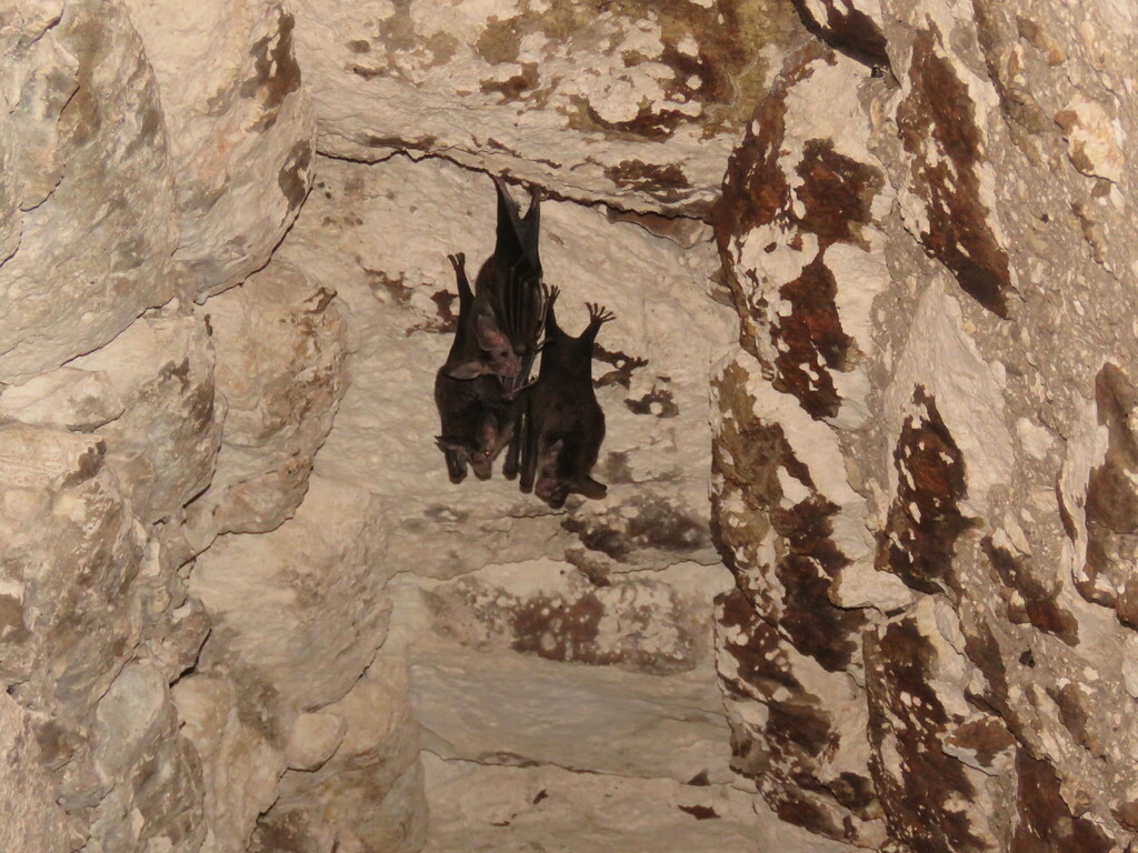 Big-eared Woolly Bat in April 2023 by Giovana A. Valencia · iNaturalist