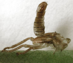 Rhytidodus decimusquartus