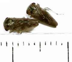 Rhytidodus decimusquartus