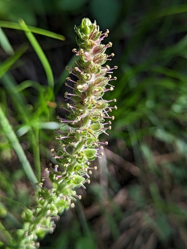 Image of Veronica rubra by (c) My-Lan Le, some rights reserved (CC BY)