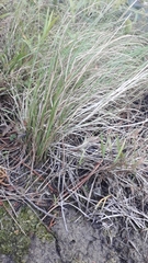 Microlaena stipoides