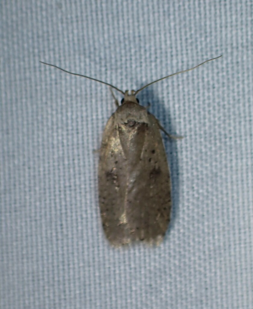 Clay-colored Agonopterix Moth