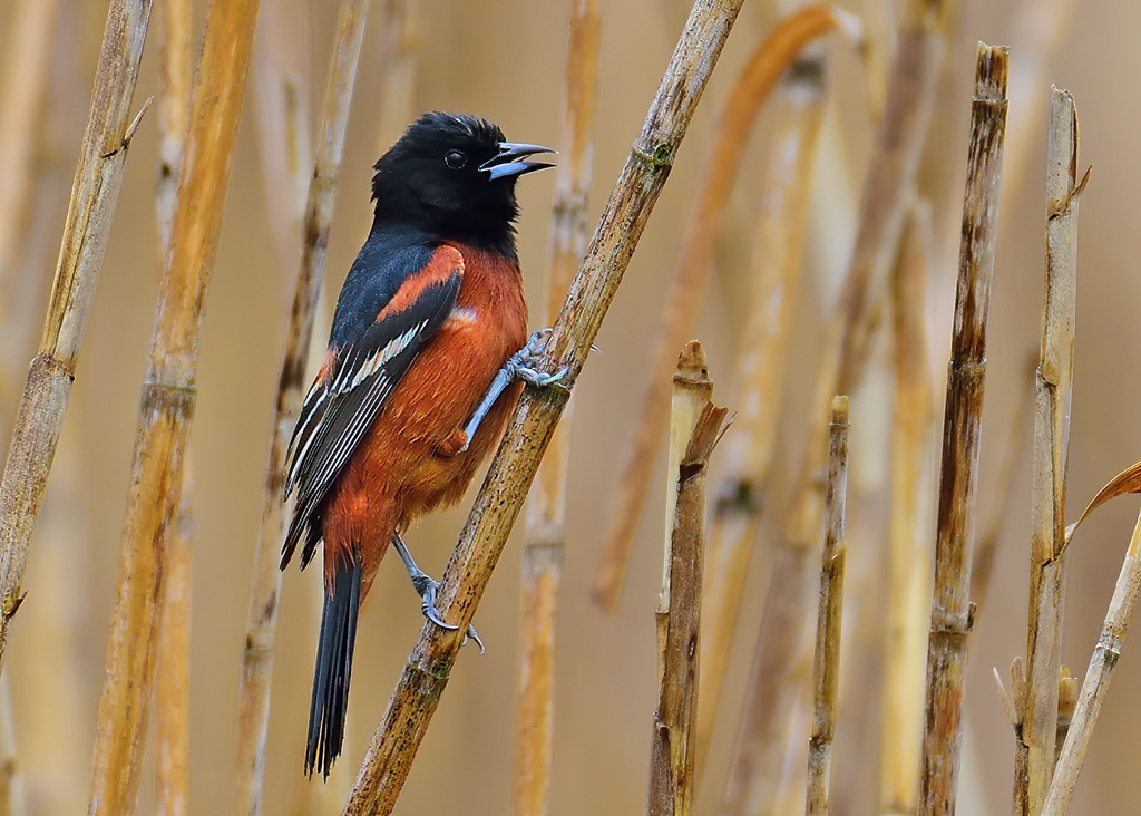 Turpial Castaño, Icterus spurius
