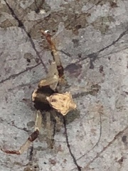 Misumenoides