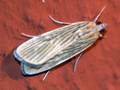 Tyspanodes linealis