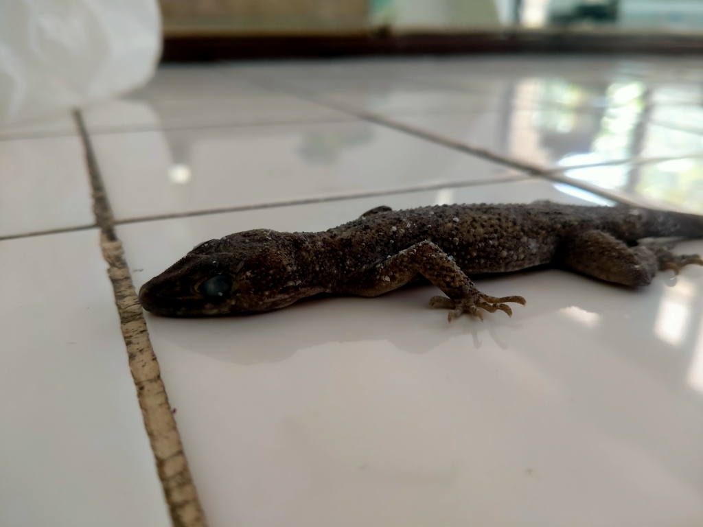 Cyrtodactylus gordongekkoi (Cyrtodactylus gordongekkoi)