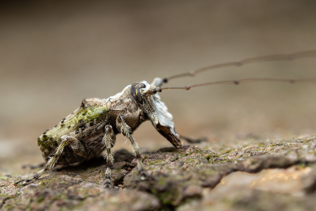 Ribbonwood Fungus Weevil