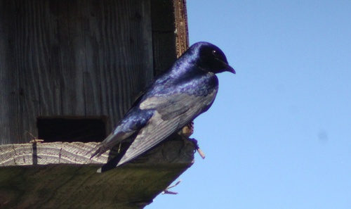 Observations by macrhybopsis · iNaturalist