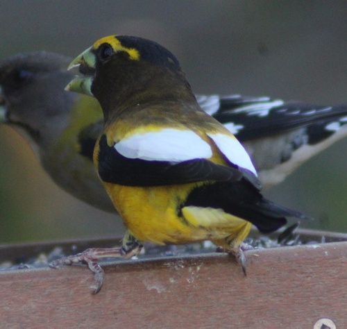 Observations by macrhybopsisN · iNaturalist