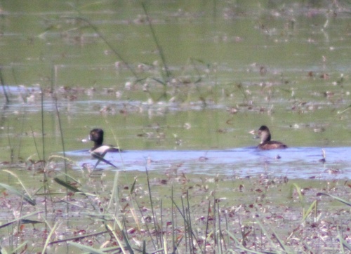 Observations by macrhybopsis · iNaturalist