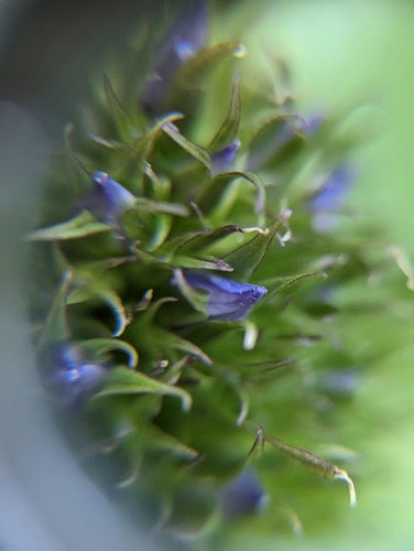 Image of Frasera fastigiata by (c) My-Lan Le, some rights reserved (CC BY)