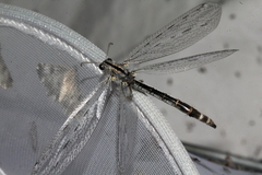Acanthaclisini