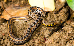 Amphiesma stolatum