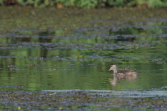 Nettapus coromandelianus