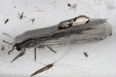 Acanthaclisini
