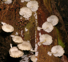 Clitocybula grisella