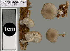 Clitocybula grisella