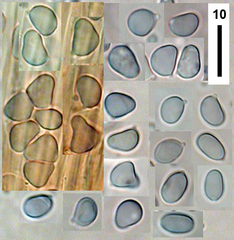 Clitocybula grisella