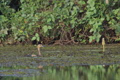 Dendrocygna javanica