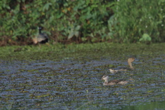 Dendrocygna javanica