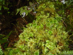 Mniodendron colensoi