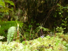 Mniodendron colensoi