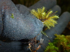 Mniodendron colensoi