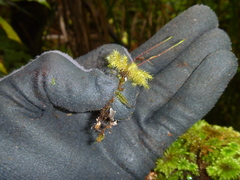 Mniodendron colensoi