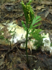 Botrychium angustisegmentum