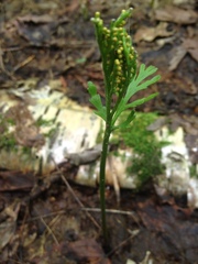 Botrychium angustisegmentum