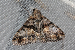 Gastrinodes argoplaca