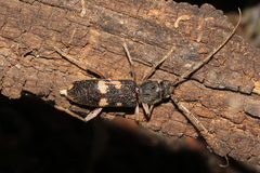 Phoracantha punctata