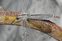 Acanthaclisini