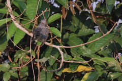 Cacomantis passerinus