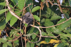 Cacomantis passerinus