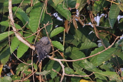 Cacomantis passerinus