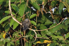 Cacomantis passerinus