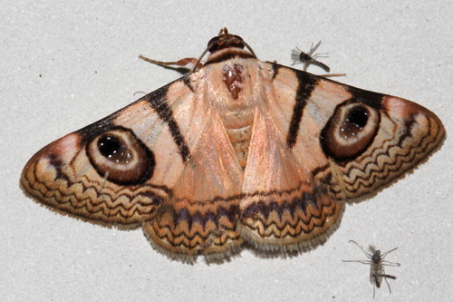 Niguza eucesta