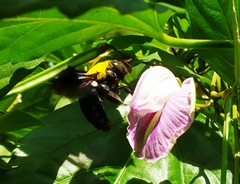 Xylocopa ruficornis