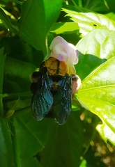 Xylocopa ruficornis