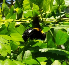 Xylocopa ruficornis