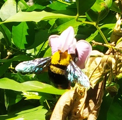 Xylocopa ruficornis