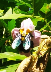 Xylocopa ruficornis