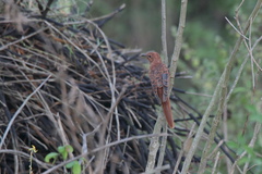 Cacomantis passerinus