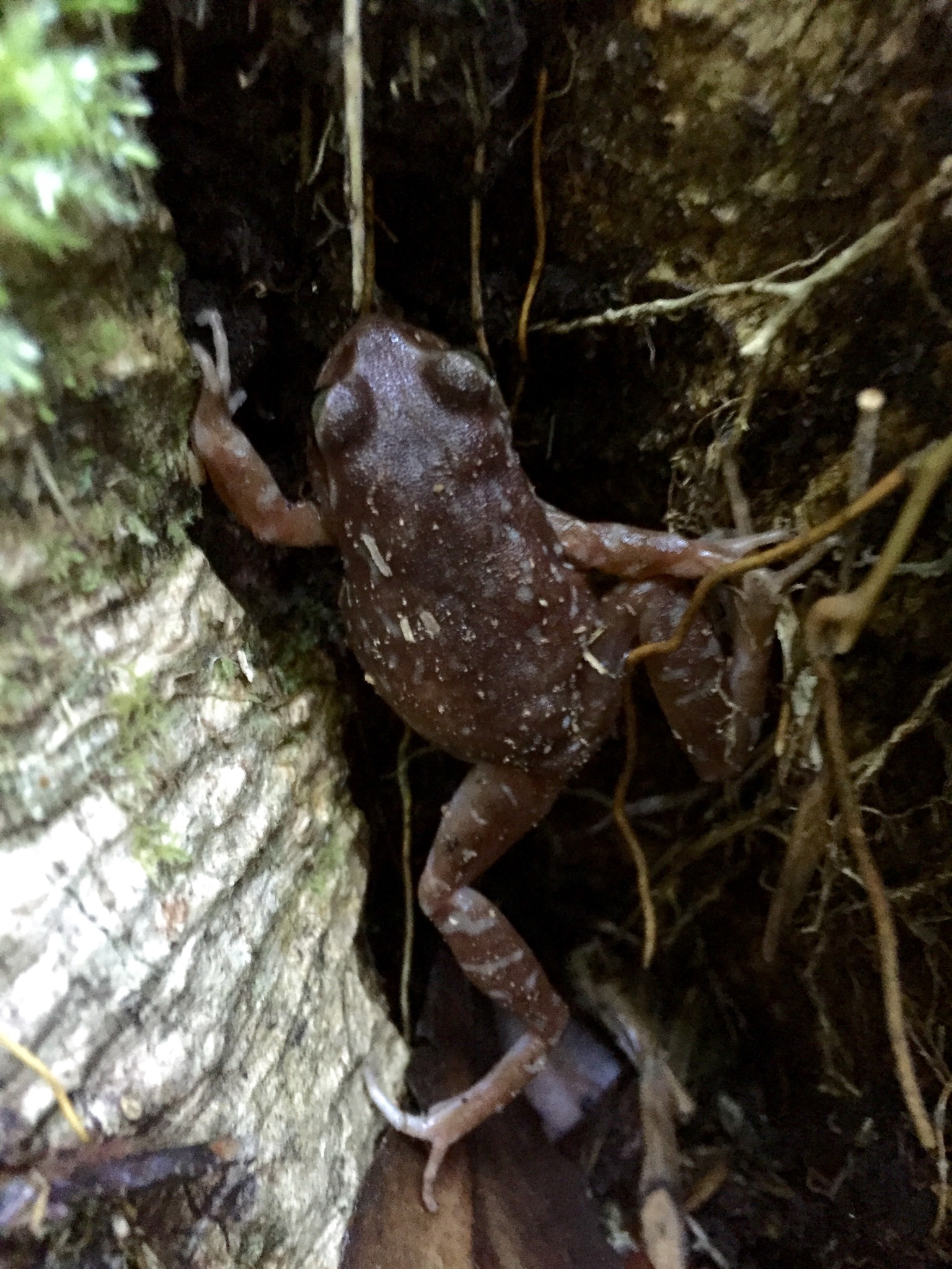Eupsophus altor Nuñez, Rabanal & Formas, 2012
